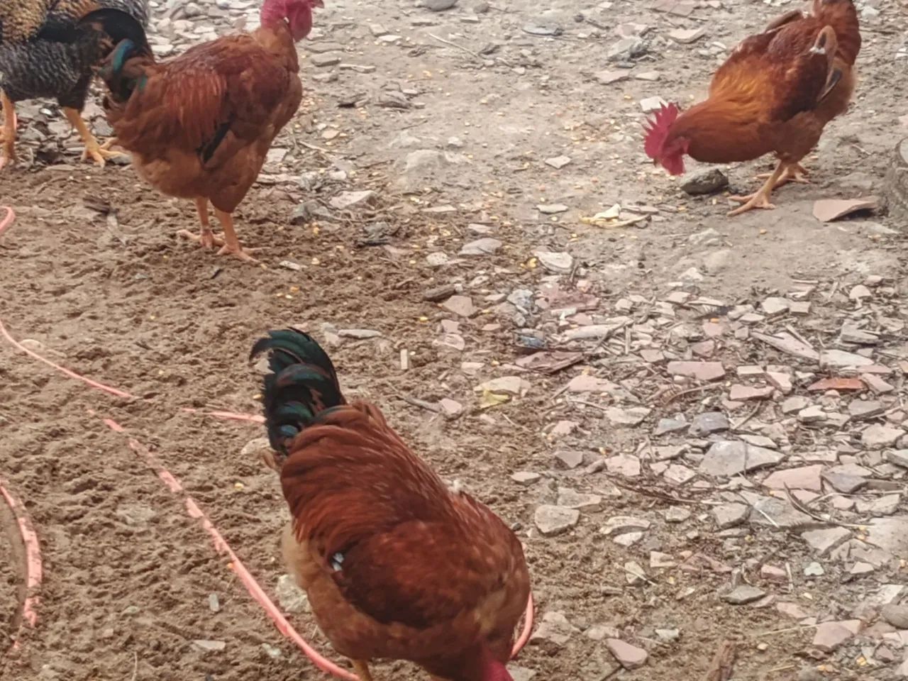 Galinhas e Frangos Caipiras. - Foto 2