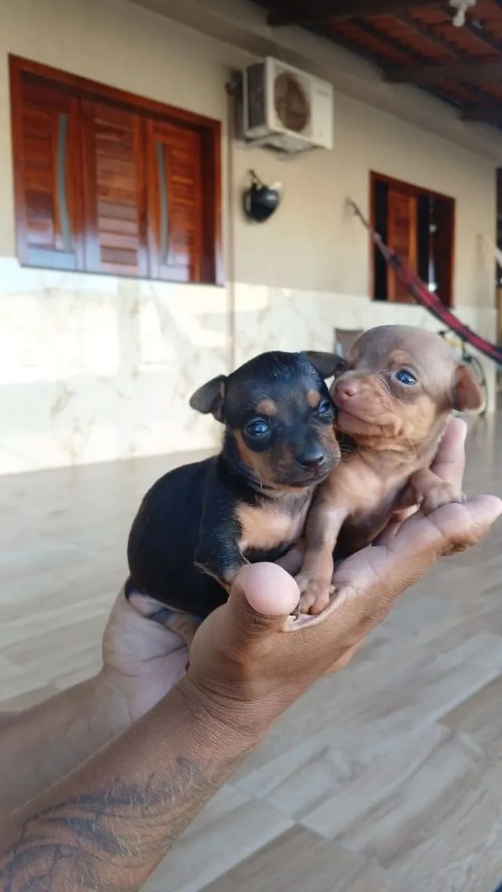 Pinscher zeroooo  - Foto 2