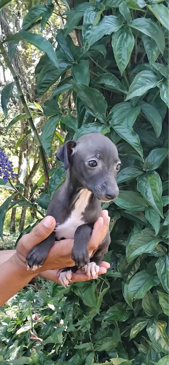 Galgo italiano macho