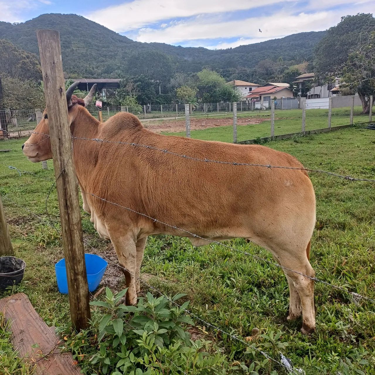 Vaca - Foto 3