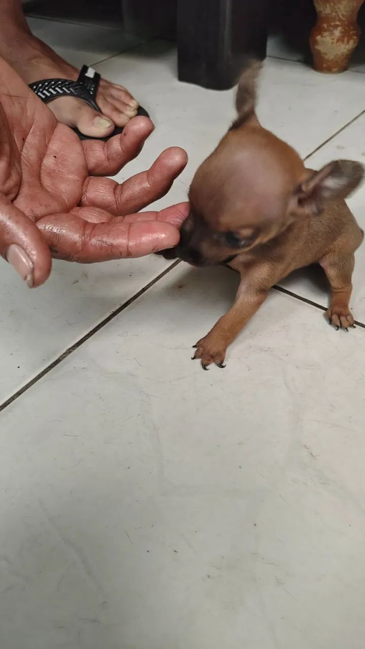 Pincher machinho  - Foto 2