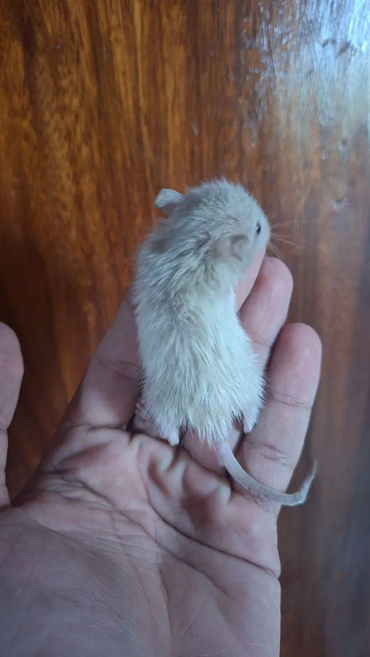 Rato Twister 