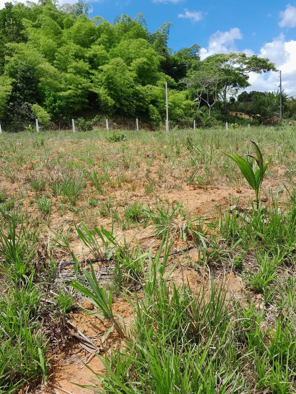 Foto - Cabo de Santo Agostinho - Garapu