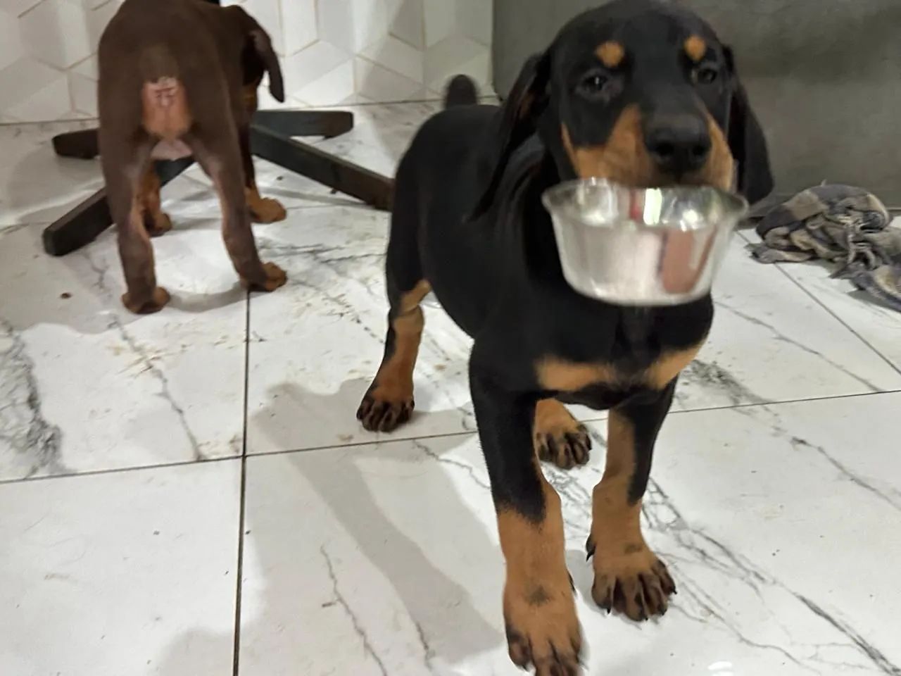 Doberman marrom - Foto 5