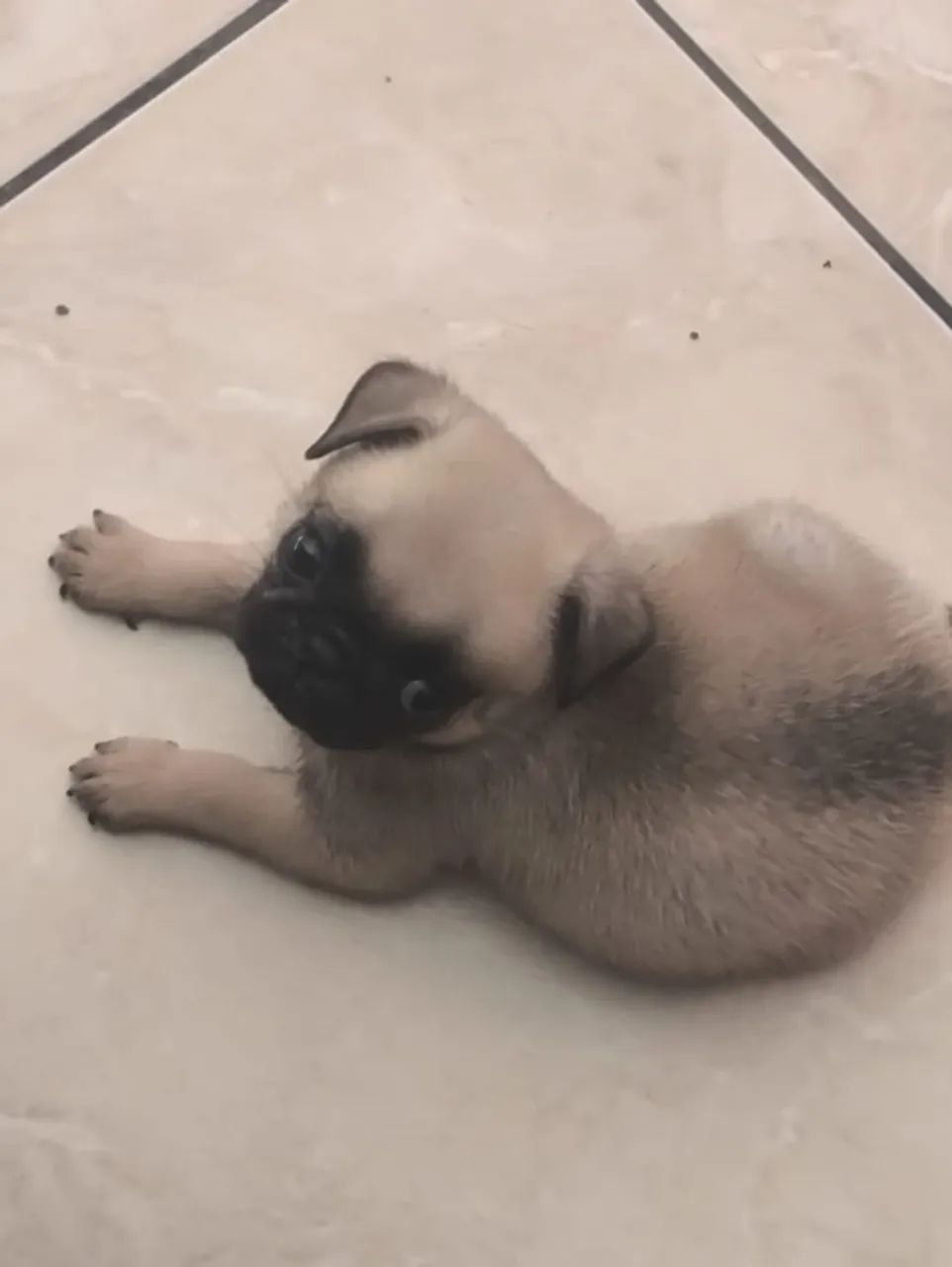 PUGS fêmeas  - Foto 2