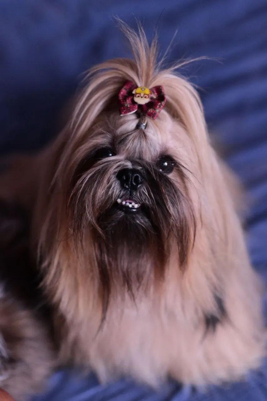 Cachorro - Foto 5