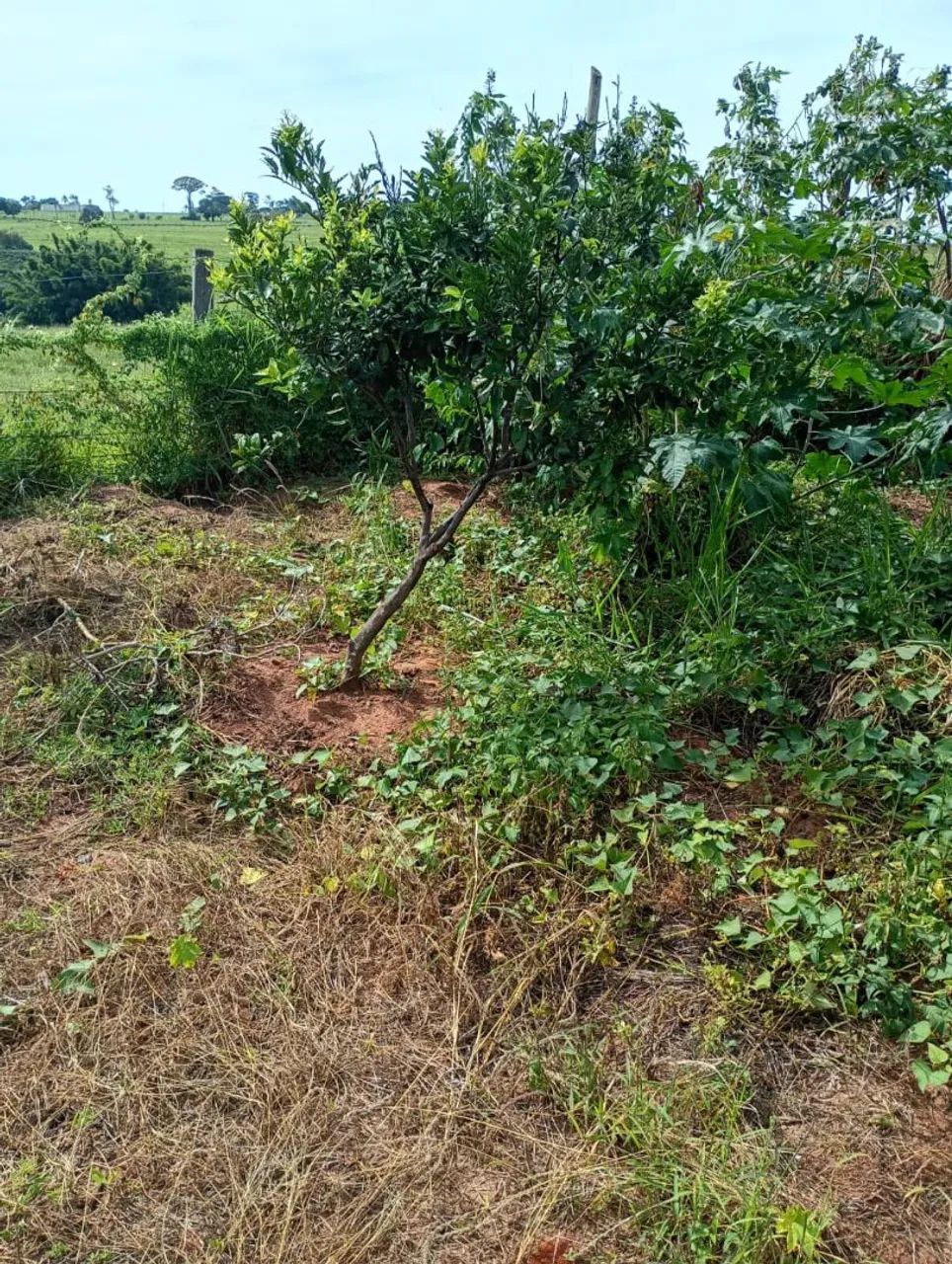 Vendo chácara  - Foto 4