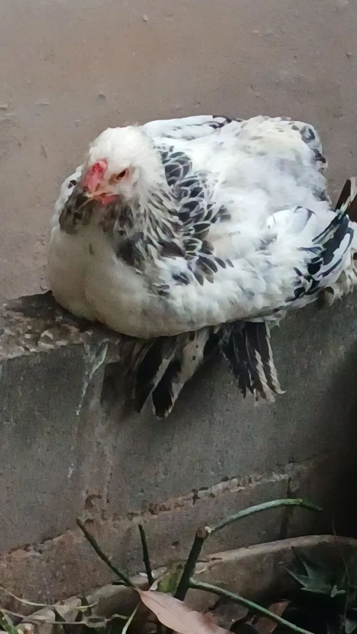Galinha   brahma casal - Foto 2