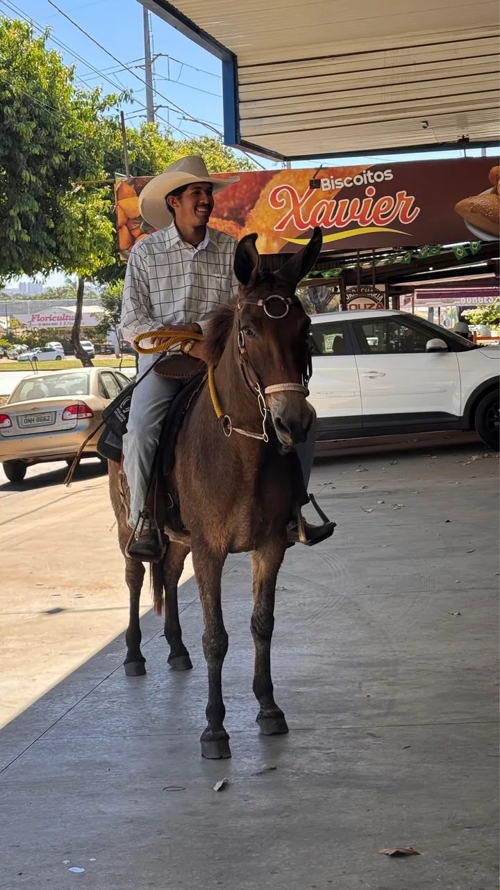 Vendo mula boa , quem tiver interesse, só chamar  - Foto 4