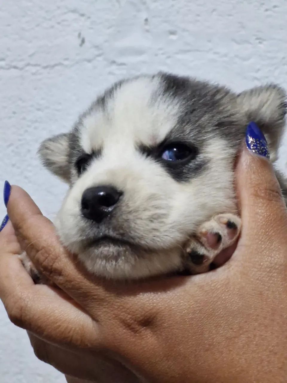 Huskey - Foto 2