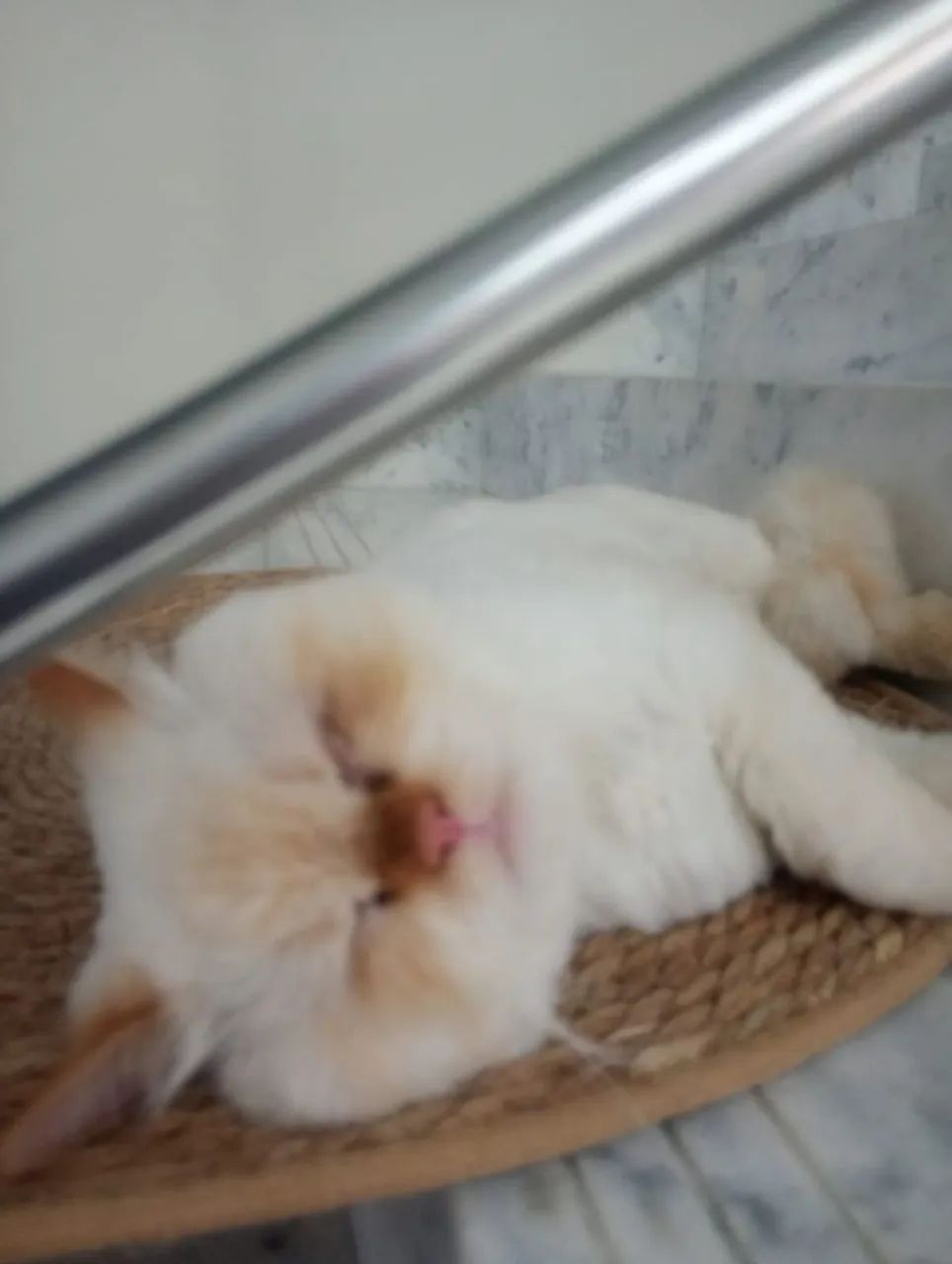 Vendo gato persa.