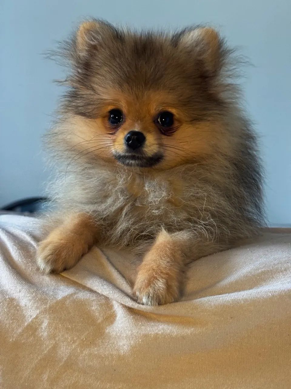 SPITZ ALEMÃO FILHOTE  - Foto 4