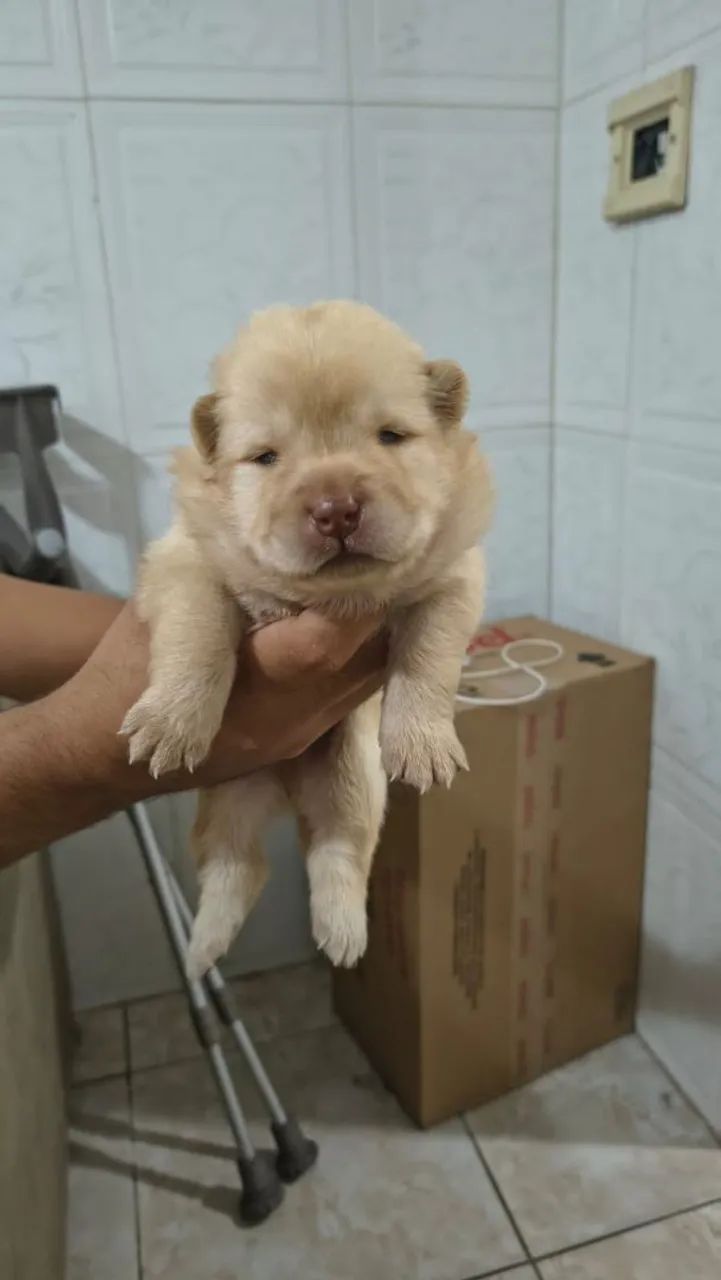 Filhote de Chow Chow Branco  - Foto 3
