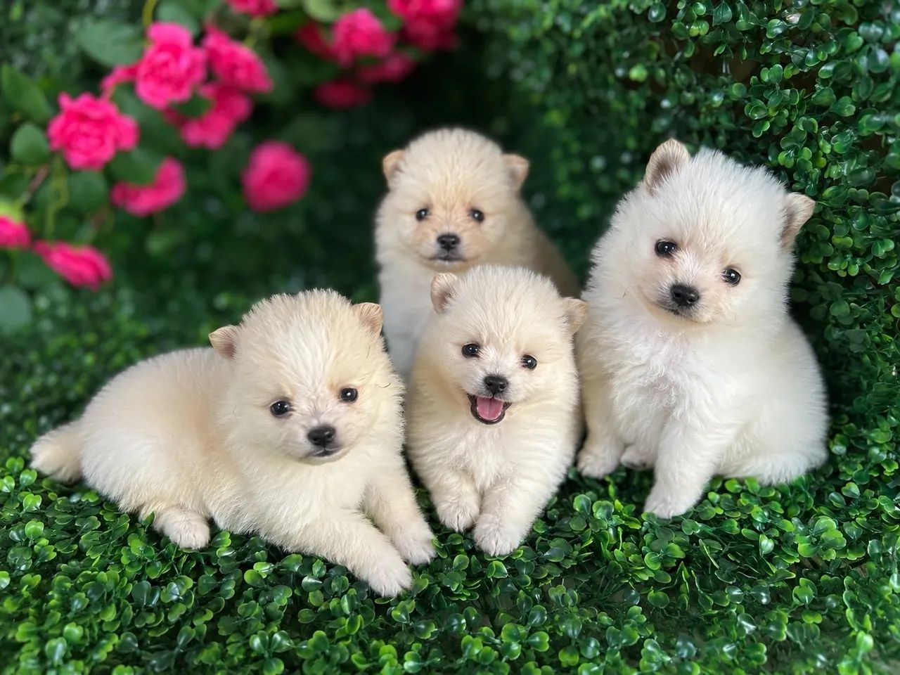 Lulu da Pomerania  - Foto 3