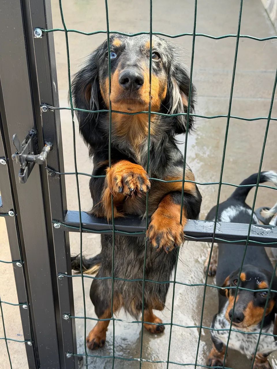Macho porte mini  - Foto 3