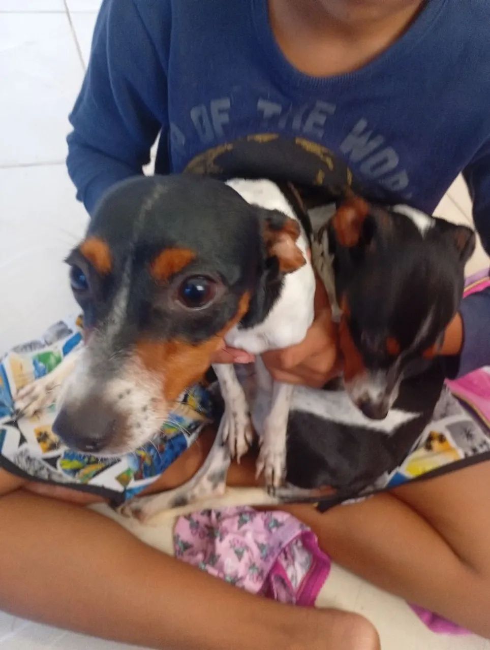 Cachorrinho  - Foto 3