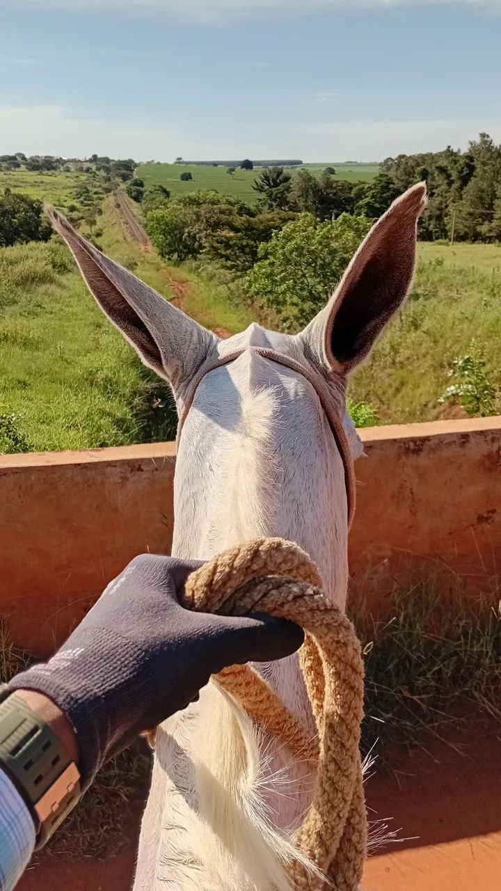 MULA TORDILHA 