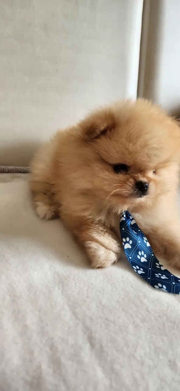 Lulu pomerania.  - Foto 3
