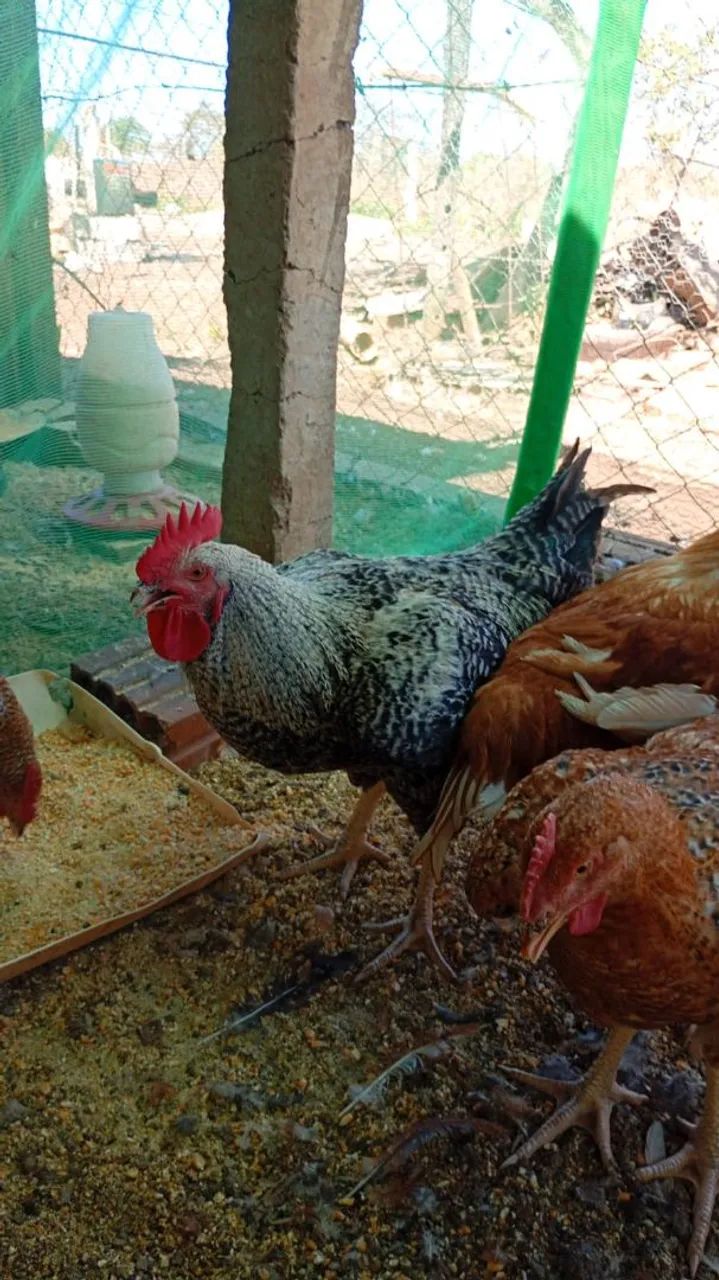 Frango Semi-Caipira