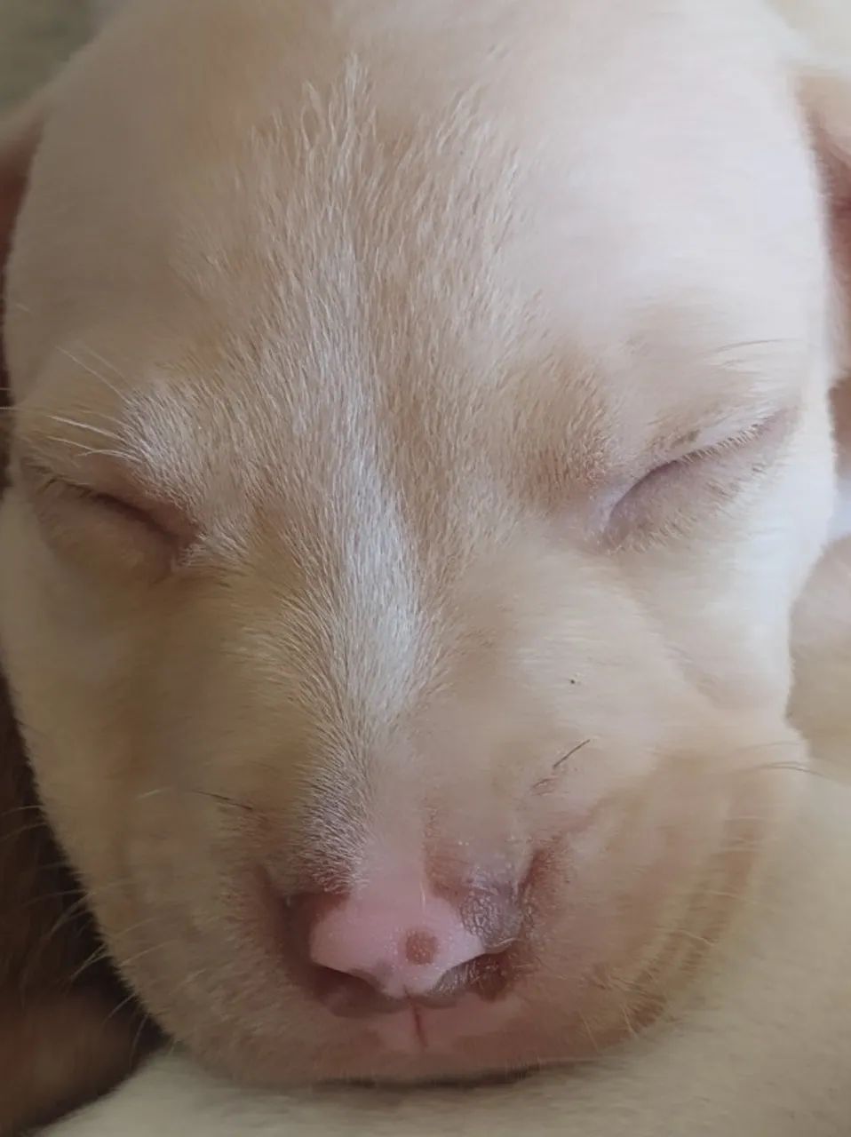 Pitbull red nose  - Foto 2