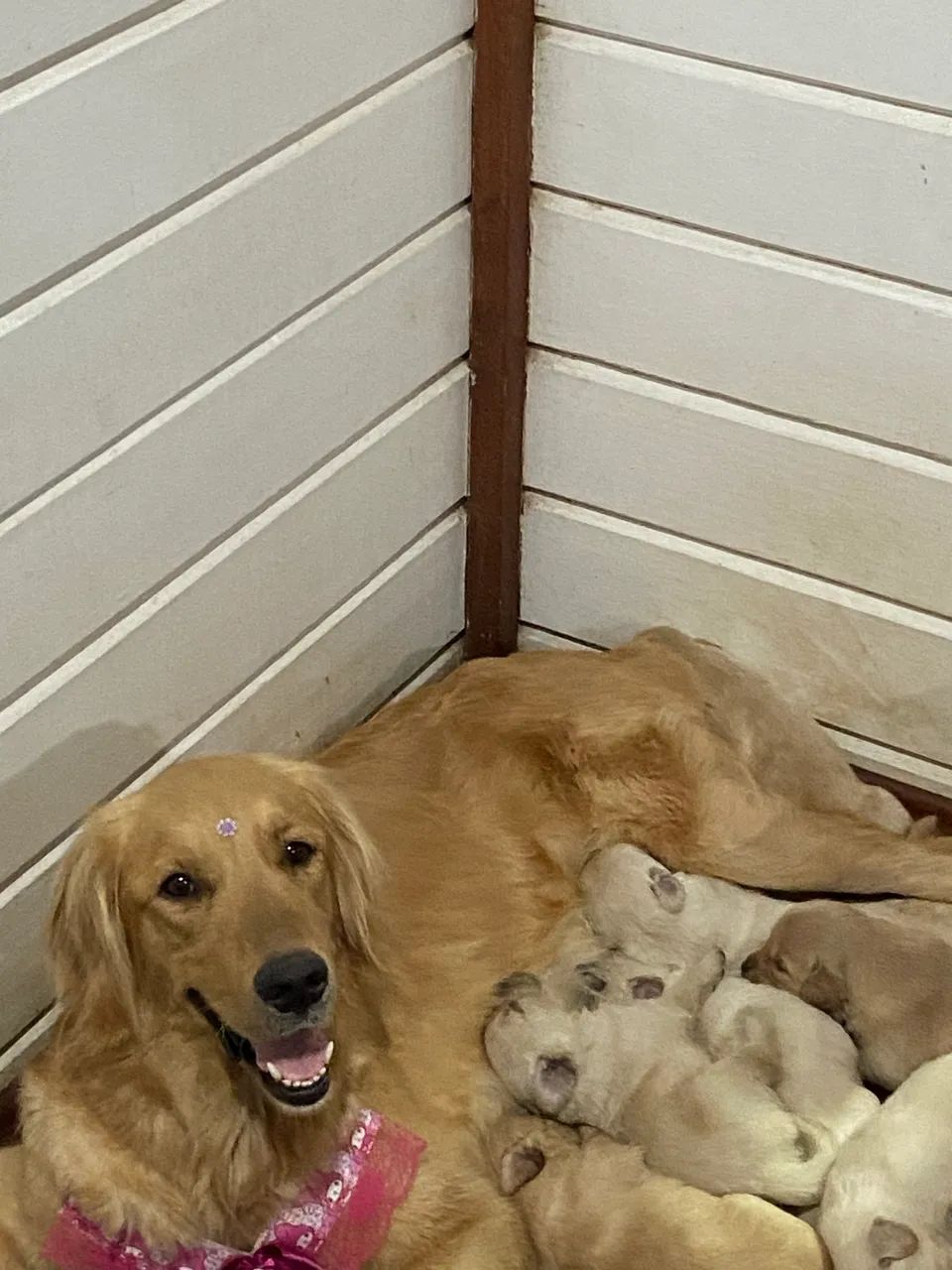 Golden  - Foto 4