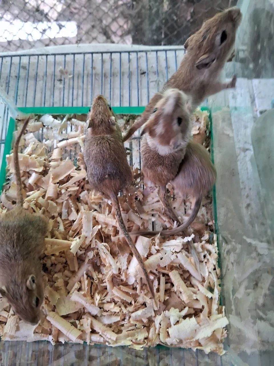 A3M- Gerbil- esquilo da Mongólia SUPER PROMOÇÃO ( leia a descrição do anúncio)