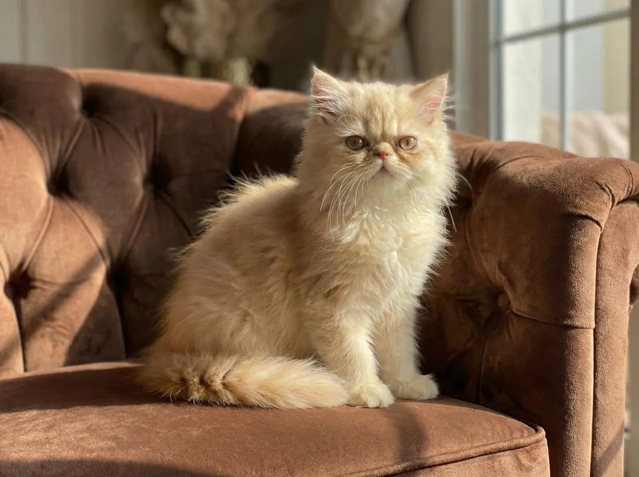 Gato persa filhote show 