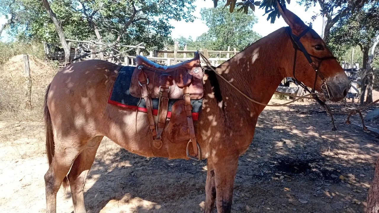 Egua e mula  - Foto 2