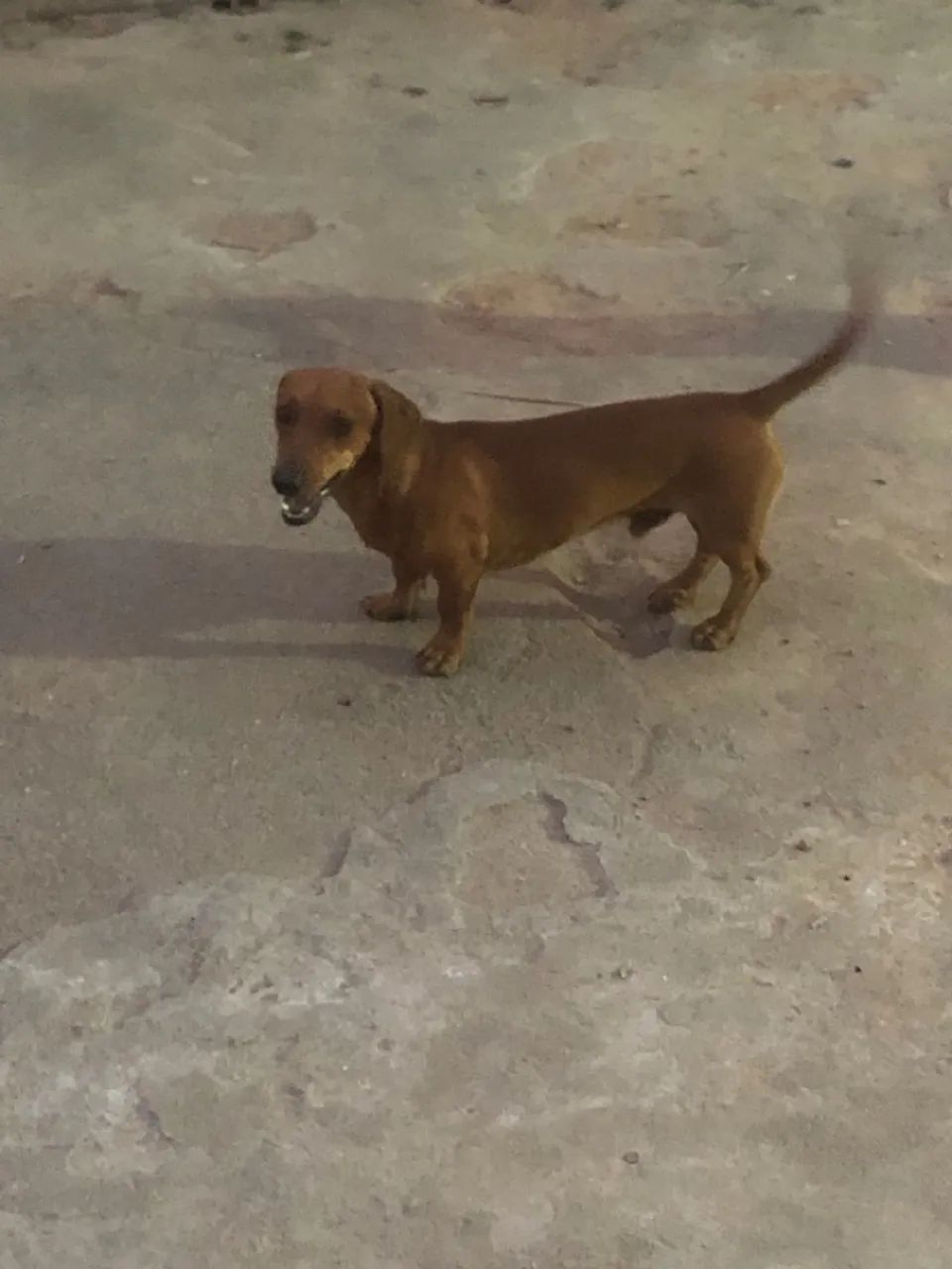 Salsicha  - Foto 4