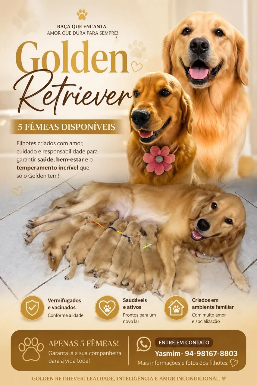 Golden Retriever  - Foto 5
