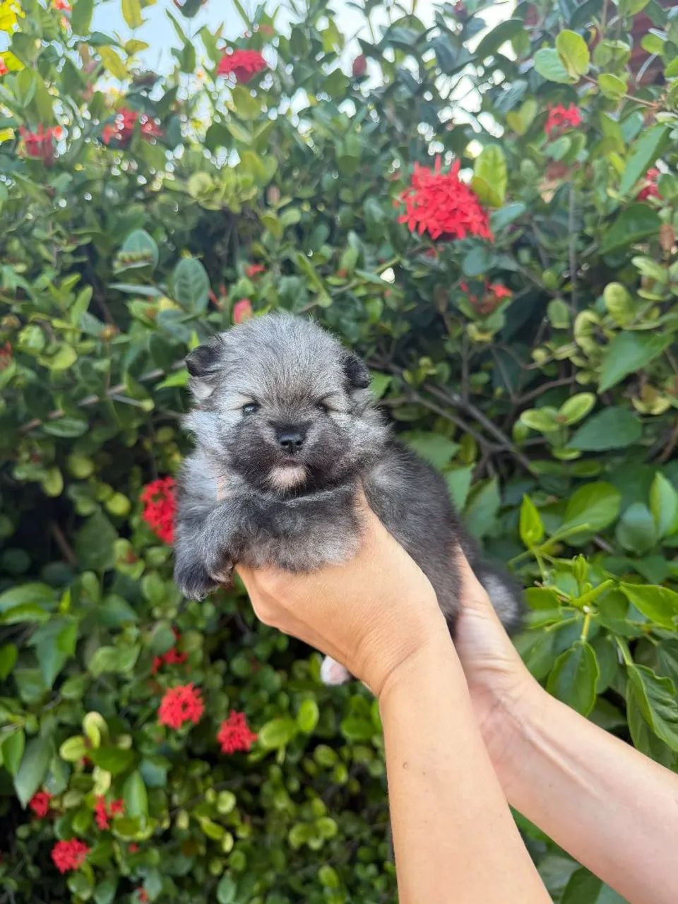 Spitz Alemão  - Foto 3