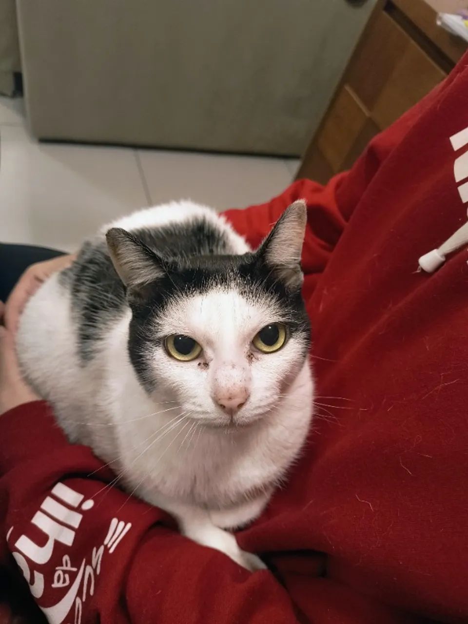 Doação gato
