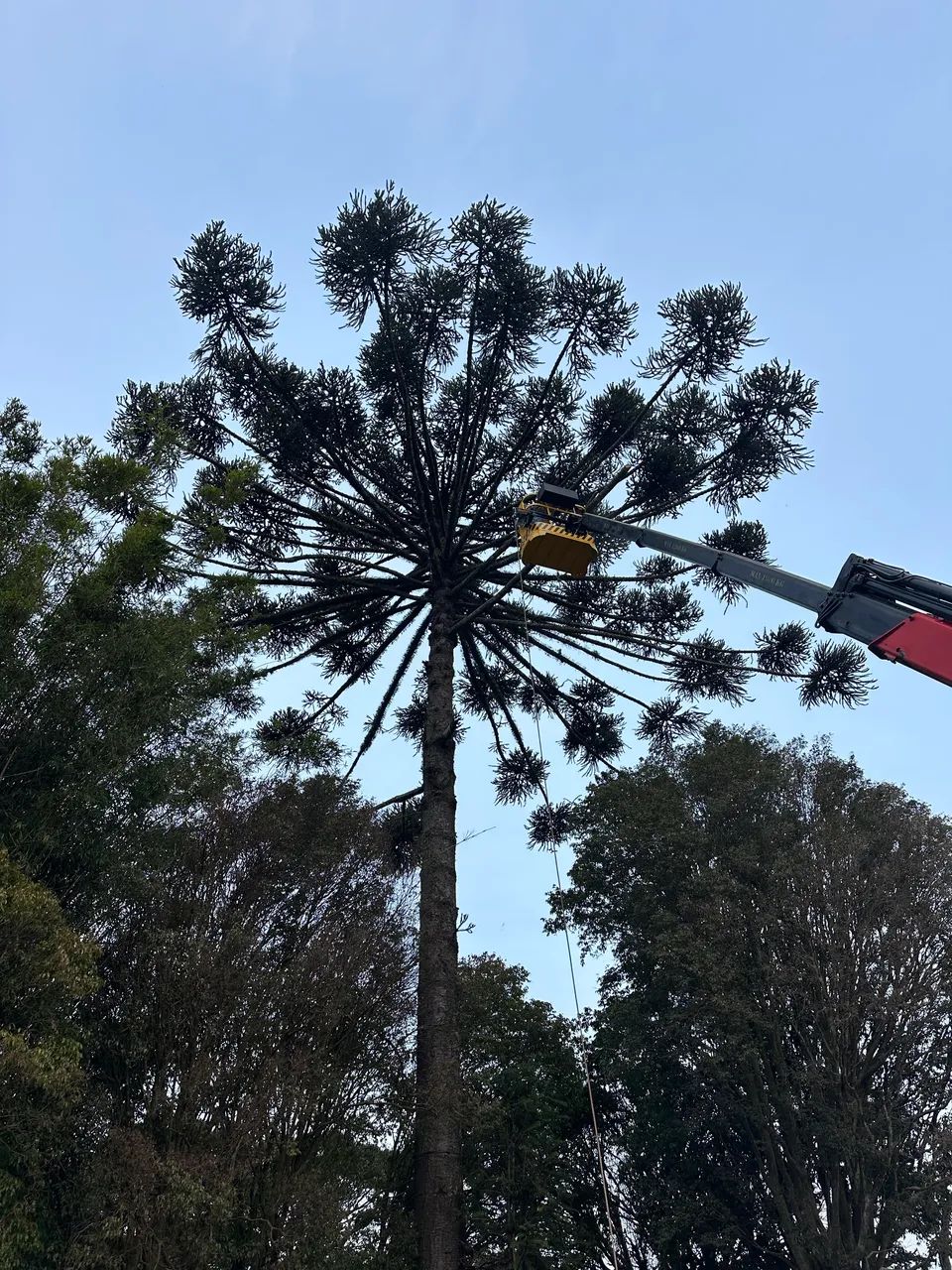 Poda e Corte de Árvores 