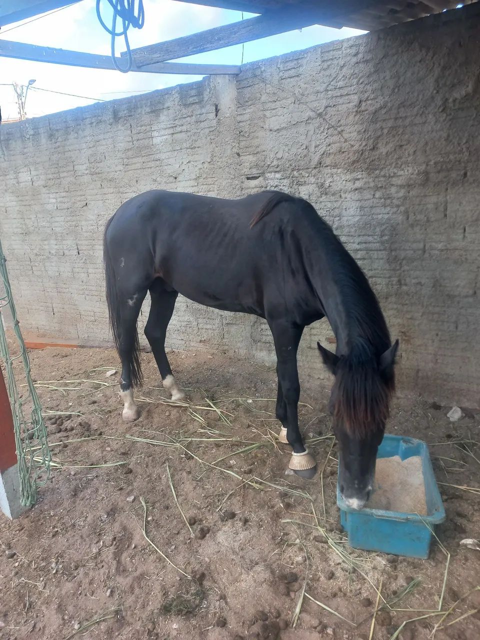 Vende-se Cavalo