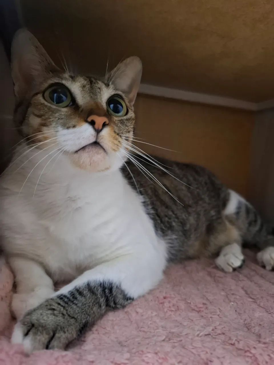 GATINHA CASTRADA - Foto 2