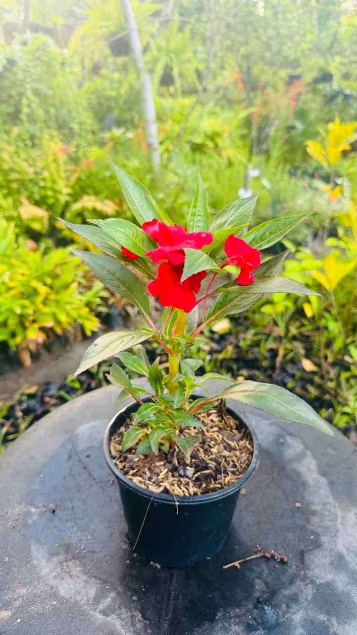Plantas - Foto 2