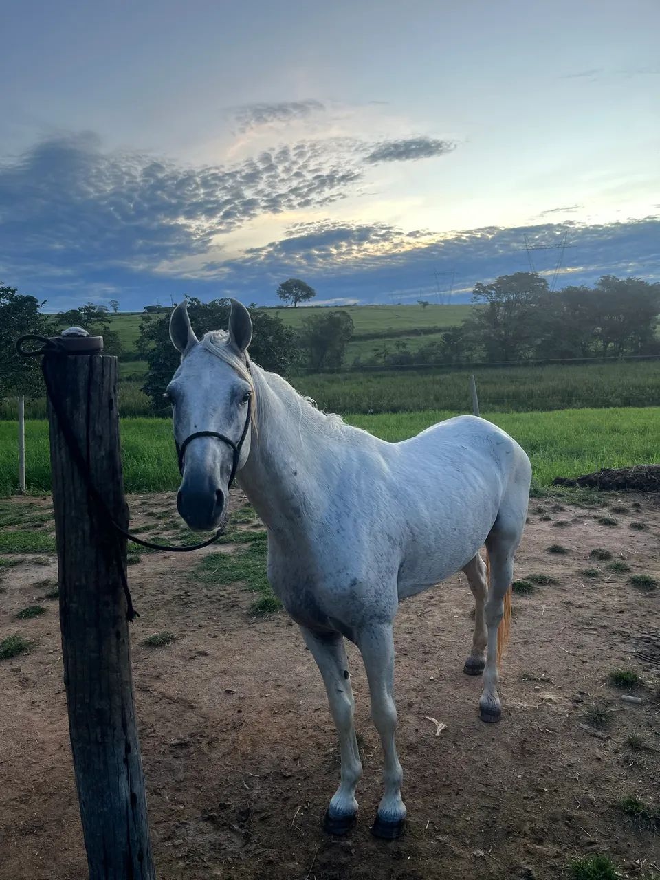 Vende-se Cavalo Inteiro - Foto 5