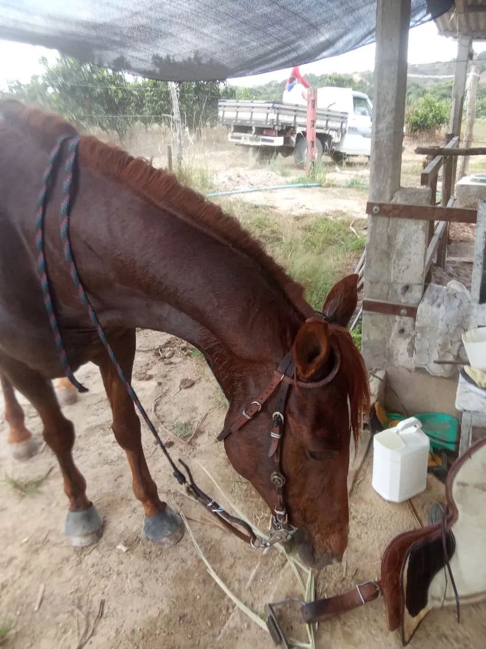 Cavalo mestiço  - Foto 5
