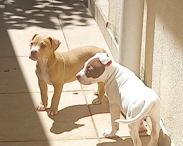 Pitbull Monster Classic  - Foto 4