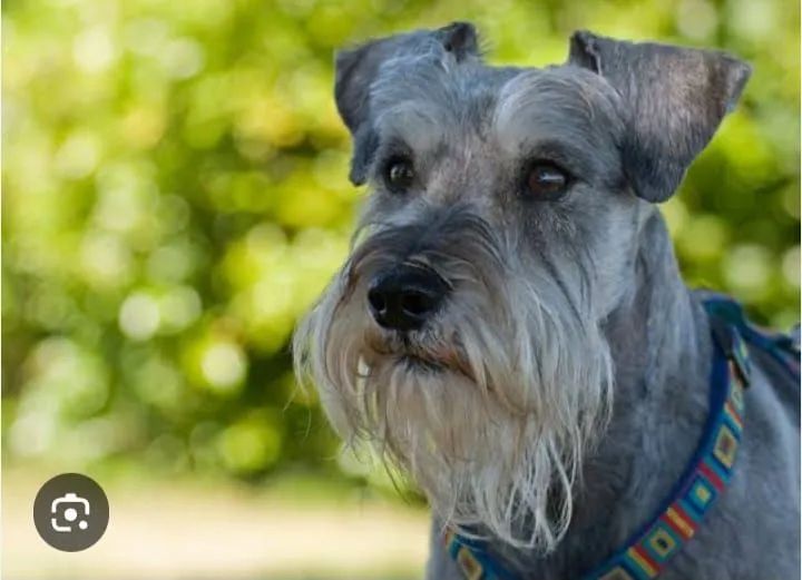 Perfeitos schnauzer  - Foto 2