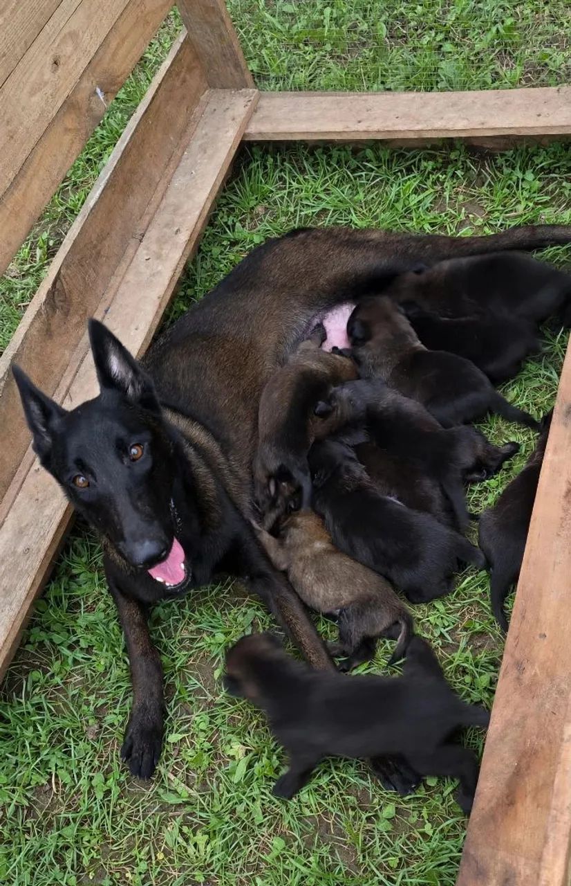 Pastor belga de malinois  - Foto 3