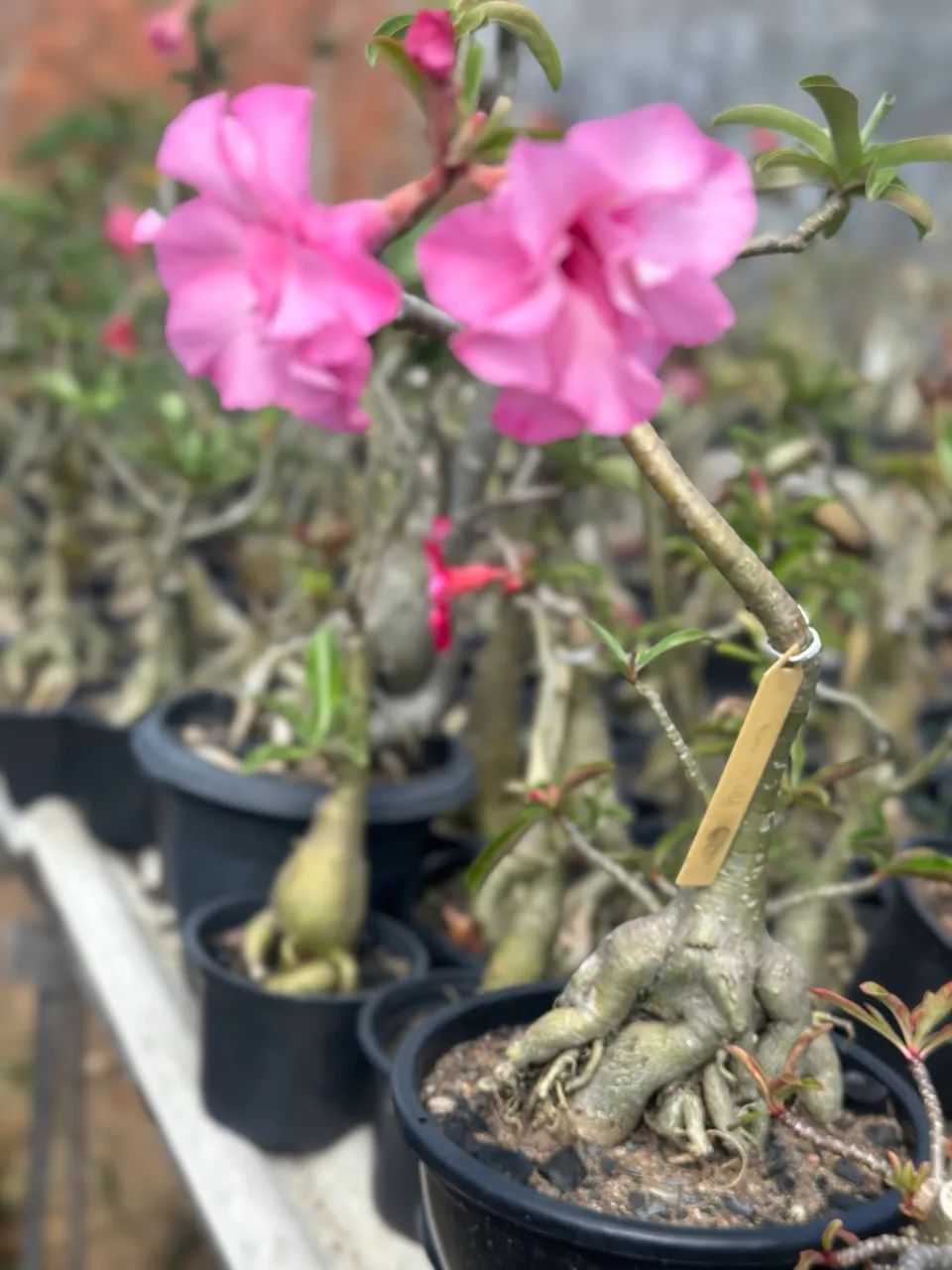 Rosa do deserto enxertada ID Pathumma - Foto 3