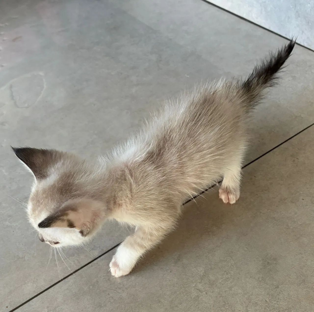 Doação de gatos - Foto 4