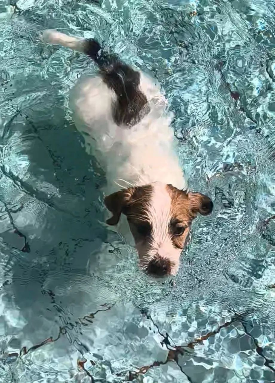 Jack Russell terrier pelo curto e pelo longo  - Foto 2