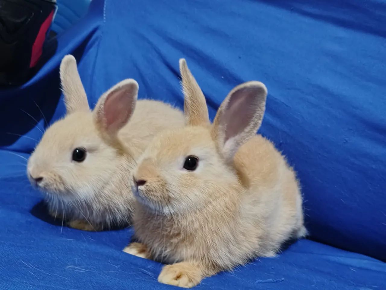 Filhotes de mini coelho