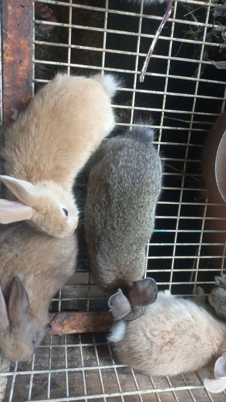 Vendo coelhos - Foto 3