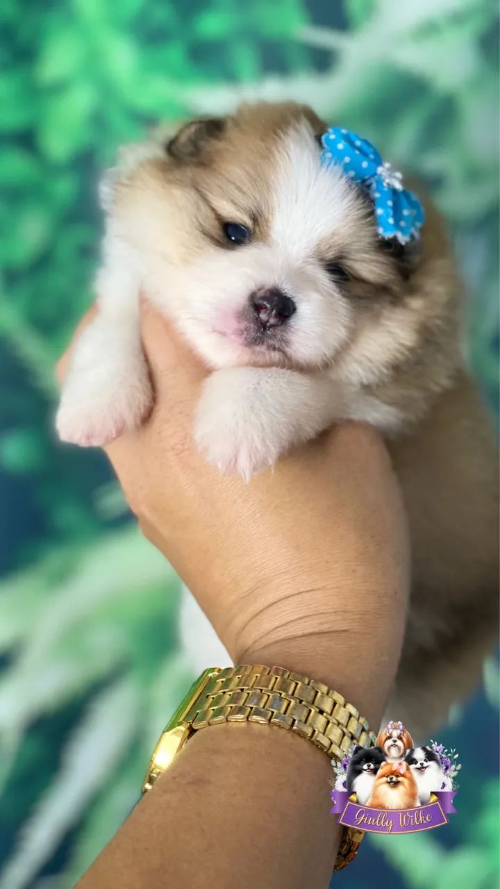Spitz Alemão | Com Pedigree  - Foto 3