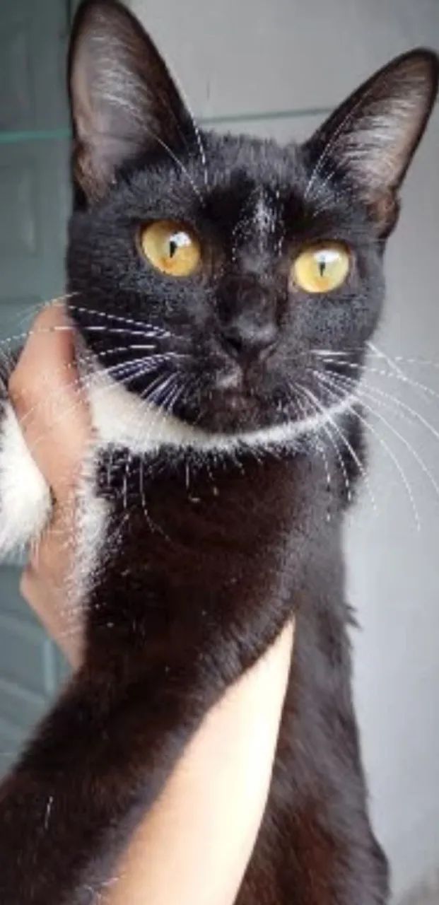 Doação de gata