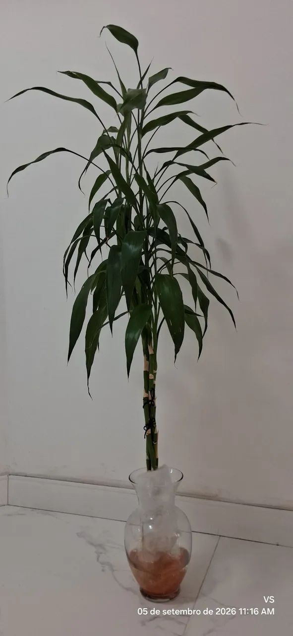 PLANTAS - Foto 4
