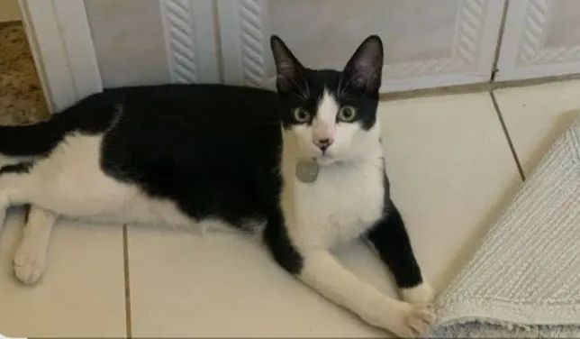 Gato macho 7 meses adocao